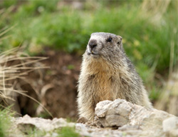 Présentation de la marmotte, la sentinelle de la montagne