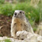 Présentation de la marmotte, la sentinelle de la montagne